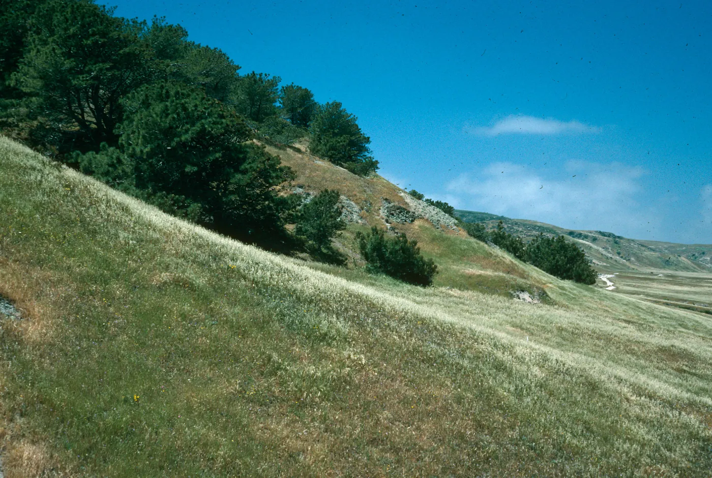 Torrey pines, Beecher's Bay, Santa Rosa Island