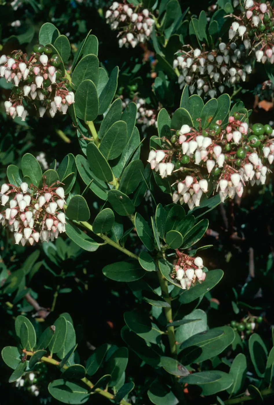 Arctostaphylos 'Canyon Sparkles', SBBG Arroyo