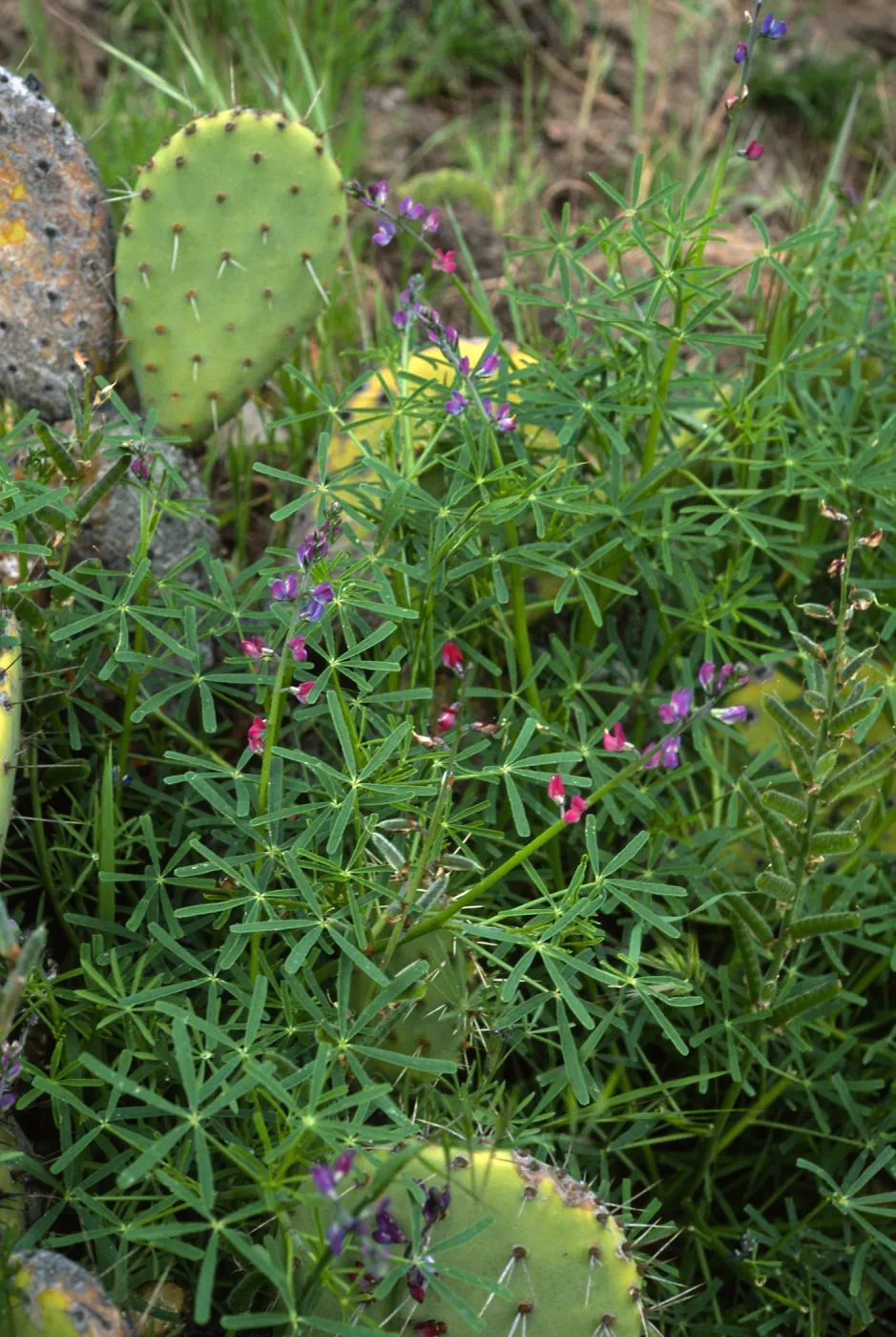 Lupinus truncatus, Opuntia oricola