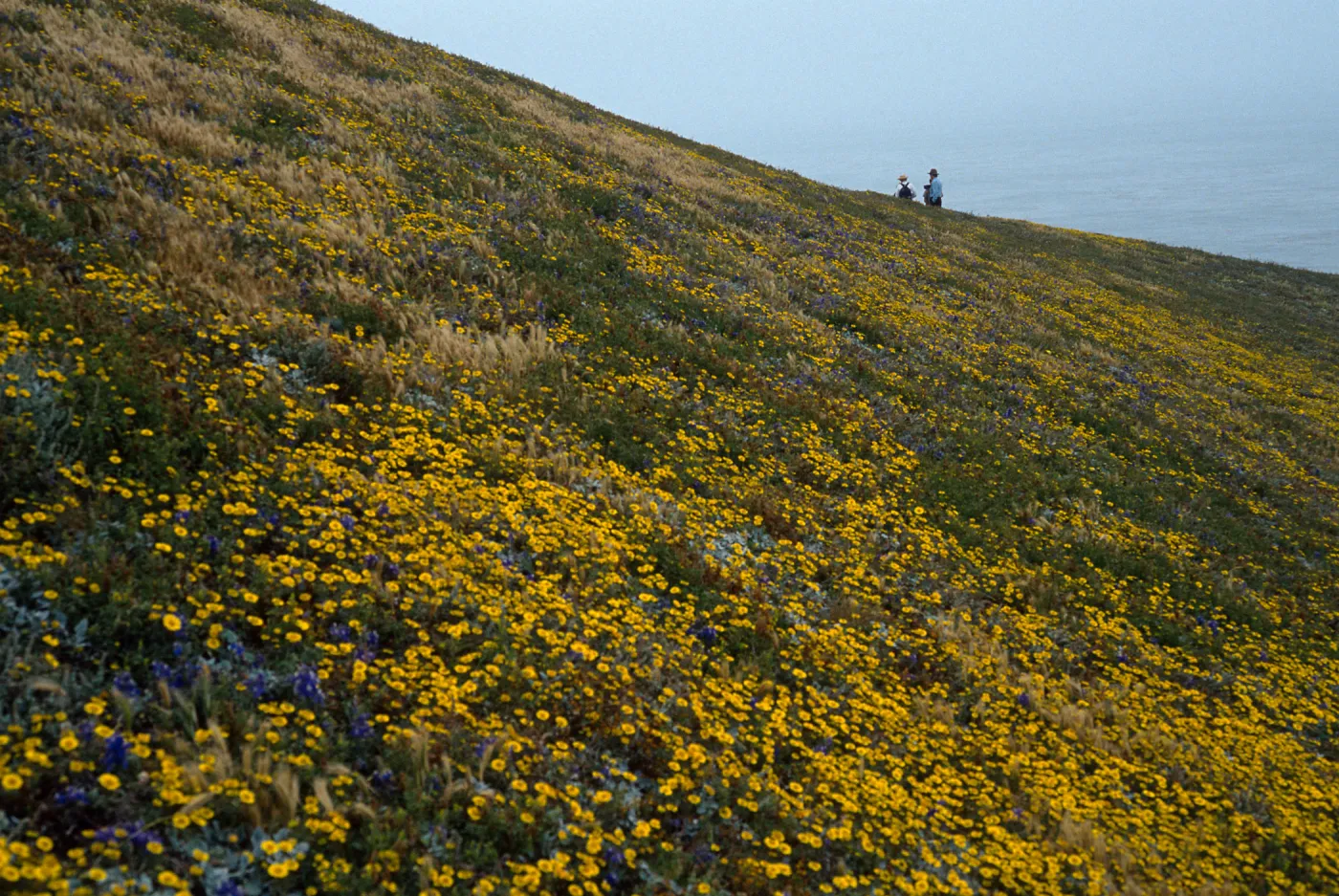 Layia (tidy tips), Delphinium (larkspur), slopes above Carrington Point, Santa Rosa Island