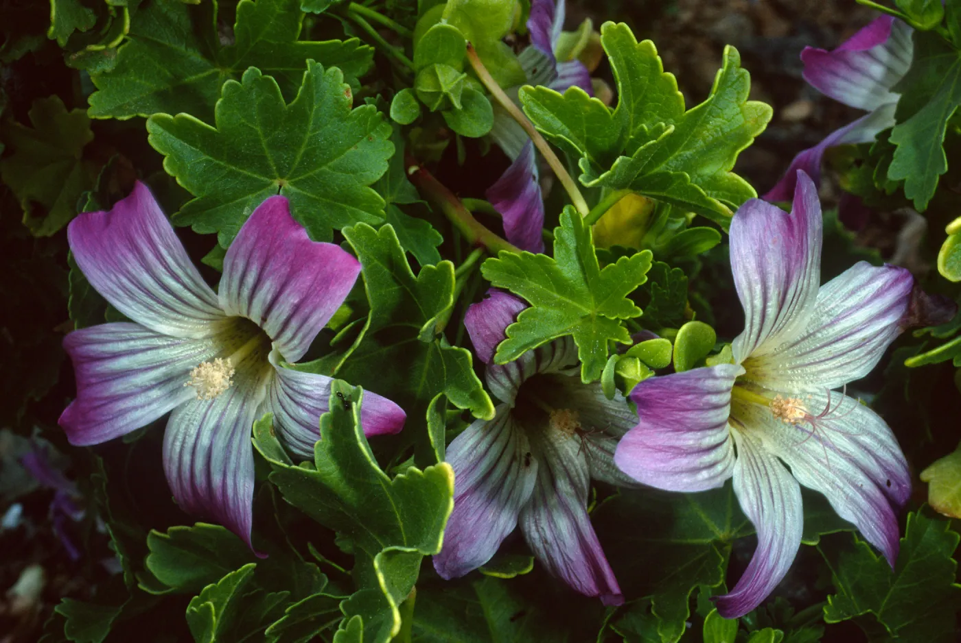 Lavatera venosa,NW side, West San Benito Island.