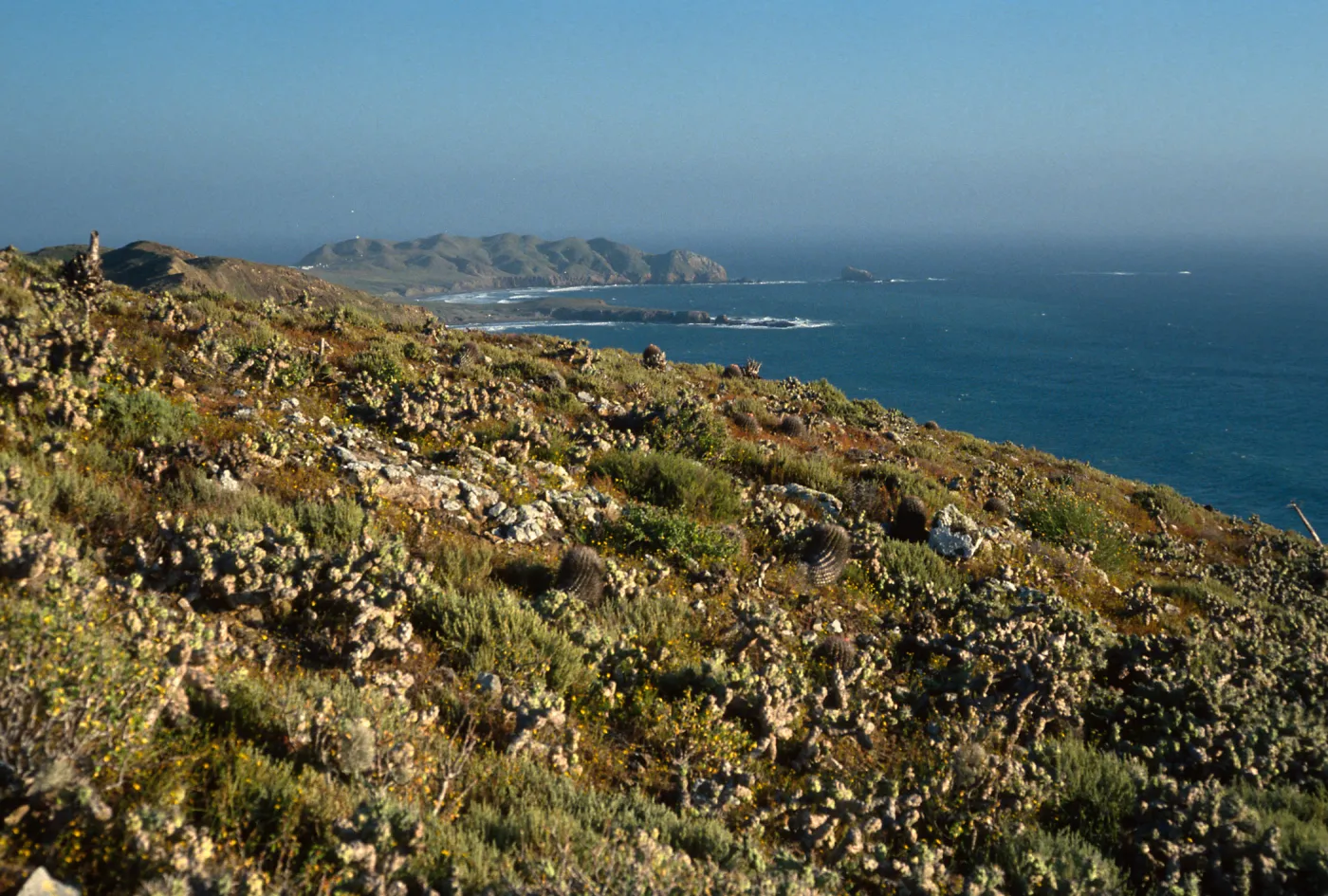 Maritime cactus scrub, W. side of island, Natividad I.