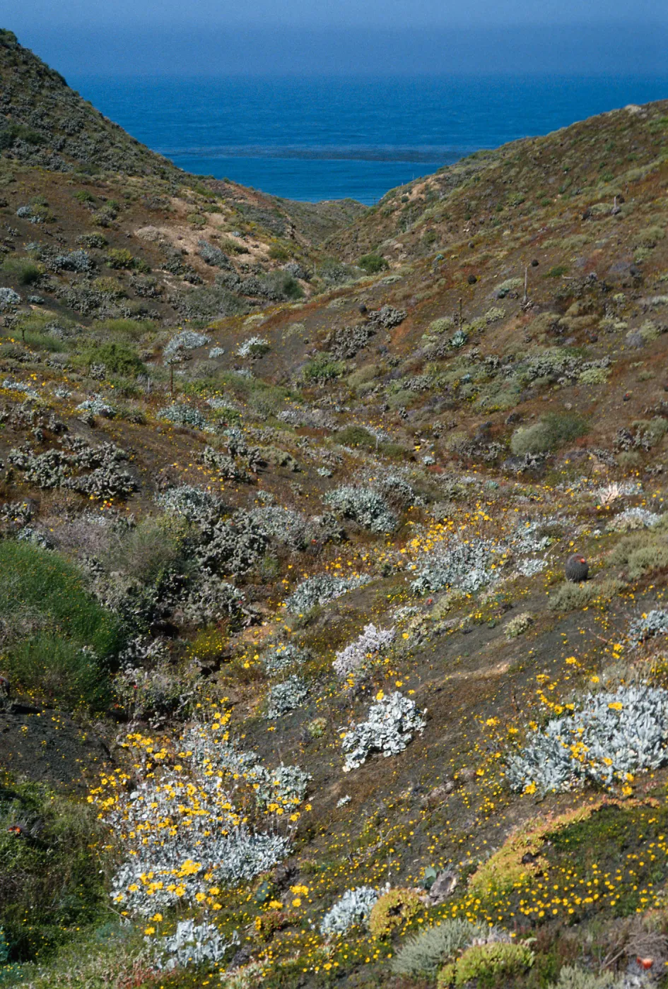 Viguiera lanata, N. of lighthouse, central part of island, Natividad I.