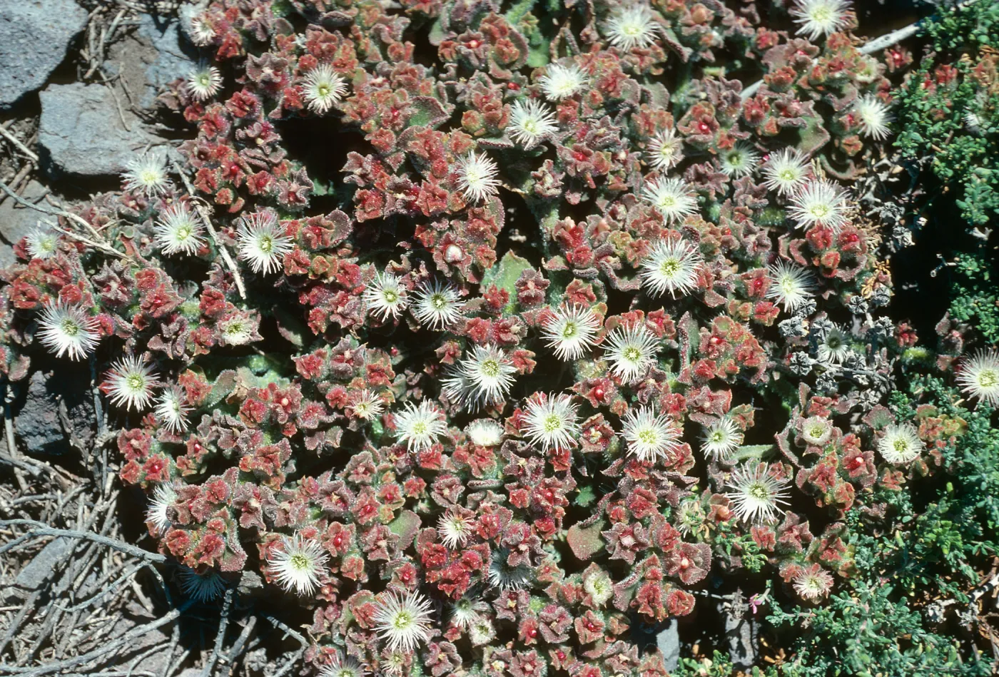 Mesembryanthemum crystallinum, Fraser Pt. S. Cruz I.