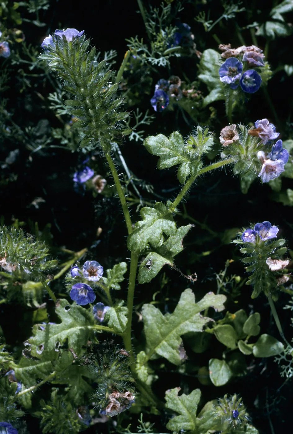Phacelia cedroensis, canyon on E side, Natividad I.