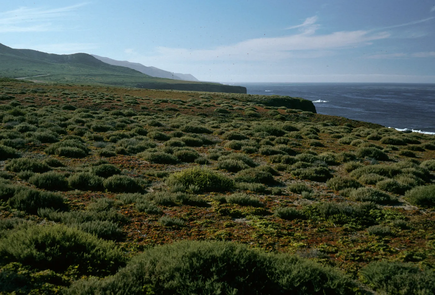 East side, Natividad Island