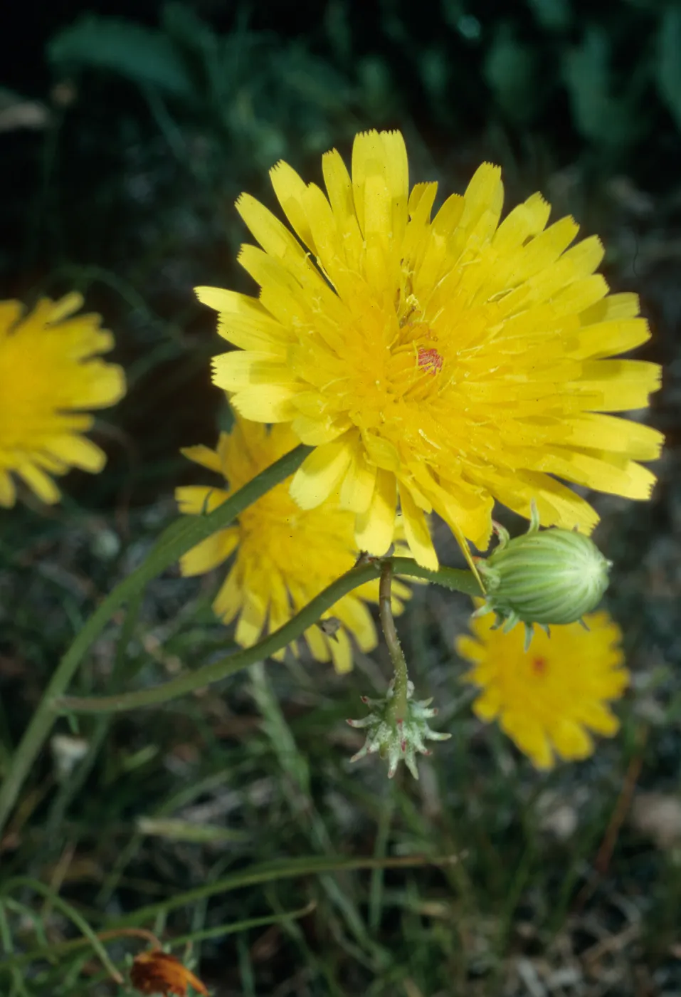 Malacothrix glabrata, Borrego Palm Canyon