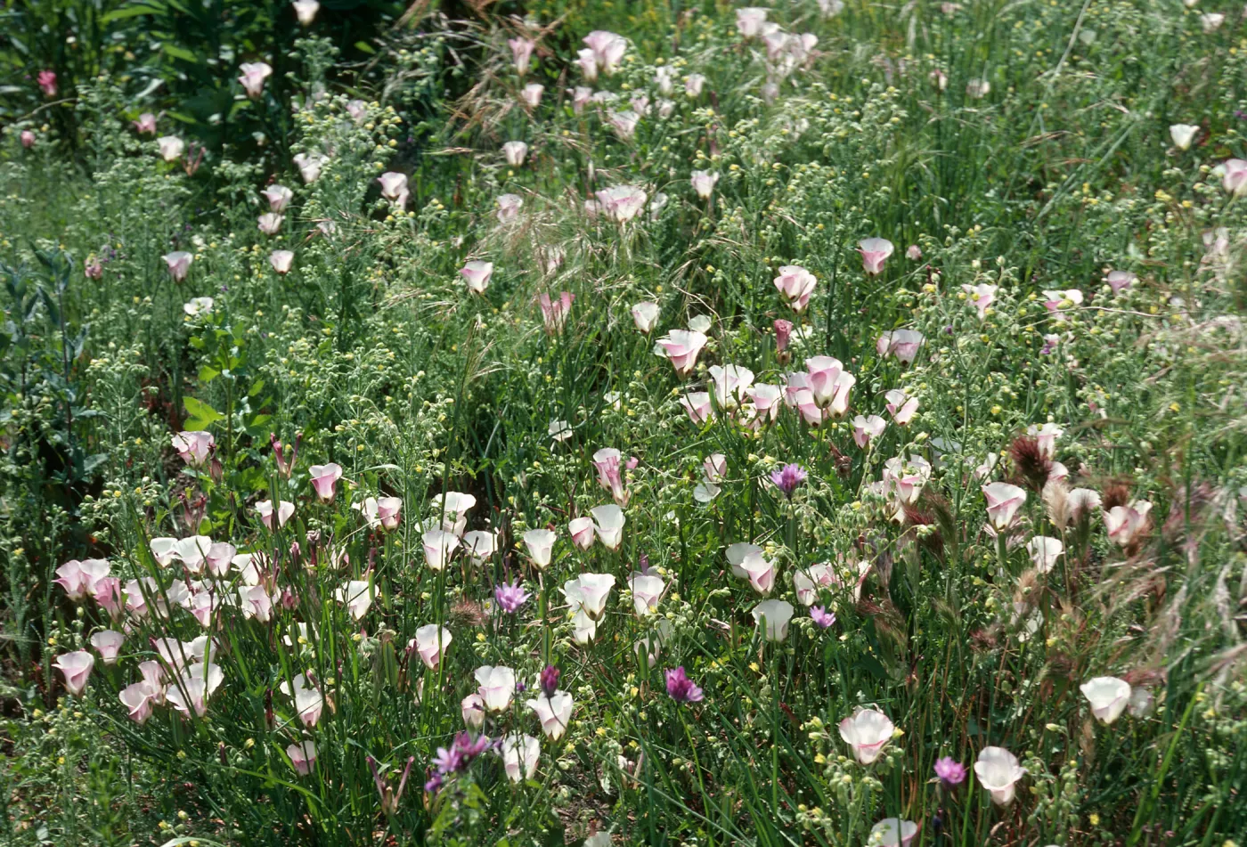 Calochortus catalinae, Encinal Cyn Rd., Santa Monica Mountains