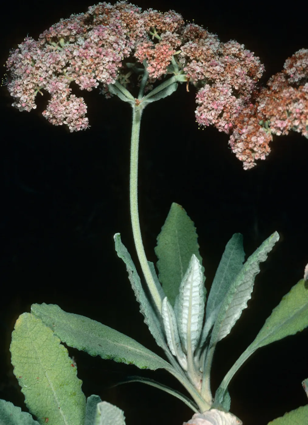 Eriogonum giganteum ssp. formosum, by NOT's Pier, S. Clemente I. 