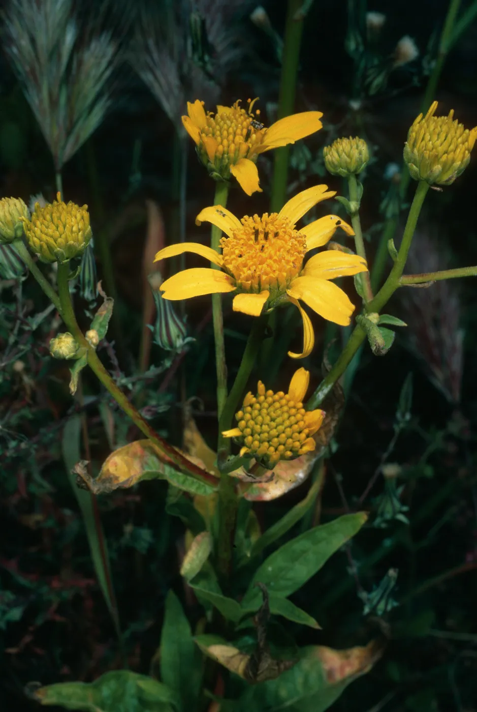 Verbesina hastata, S. Todos Santos Island