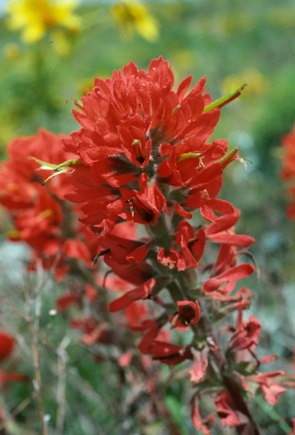Castilleja affinis, middle Anacapa I.