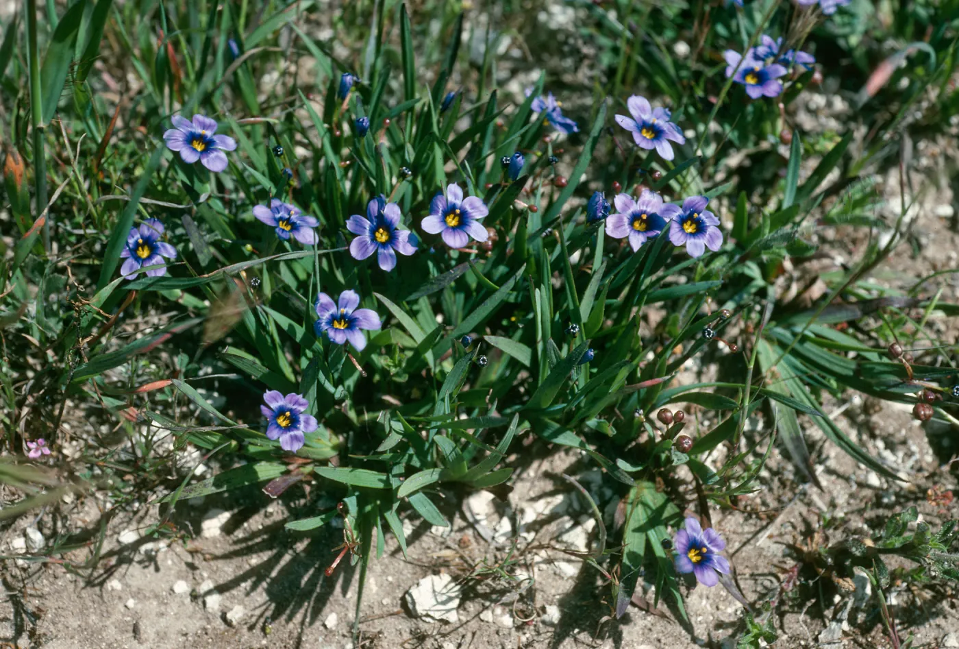 Sisyrinchium bellum, Santa Rosa Island