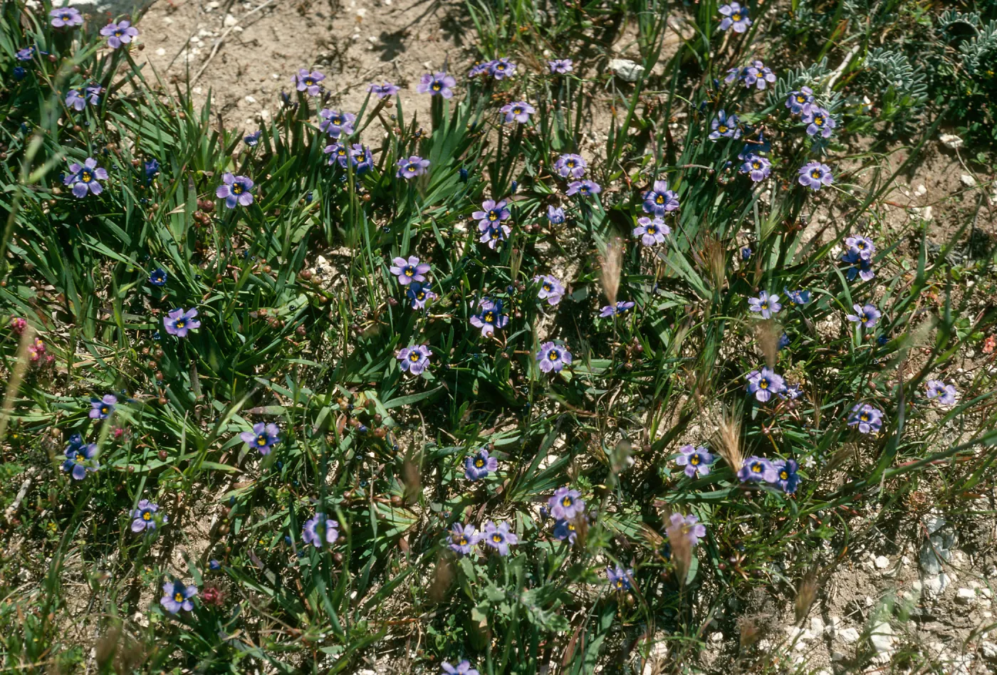 Sisyrinchium bellum, Santa. Rosa Island.