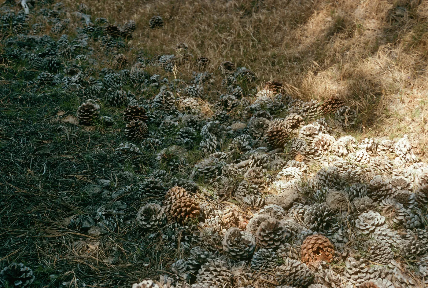 Pinus torreyana cones, Beechers Bay, S. Rosa I.