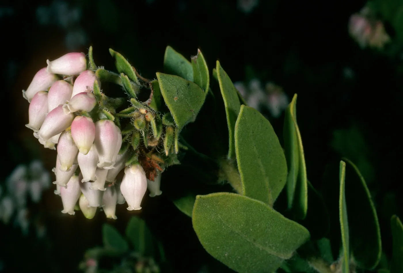 Arctostaphylos viriidissima, Santa Cruz Island
