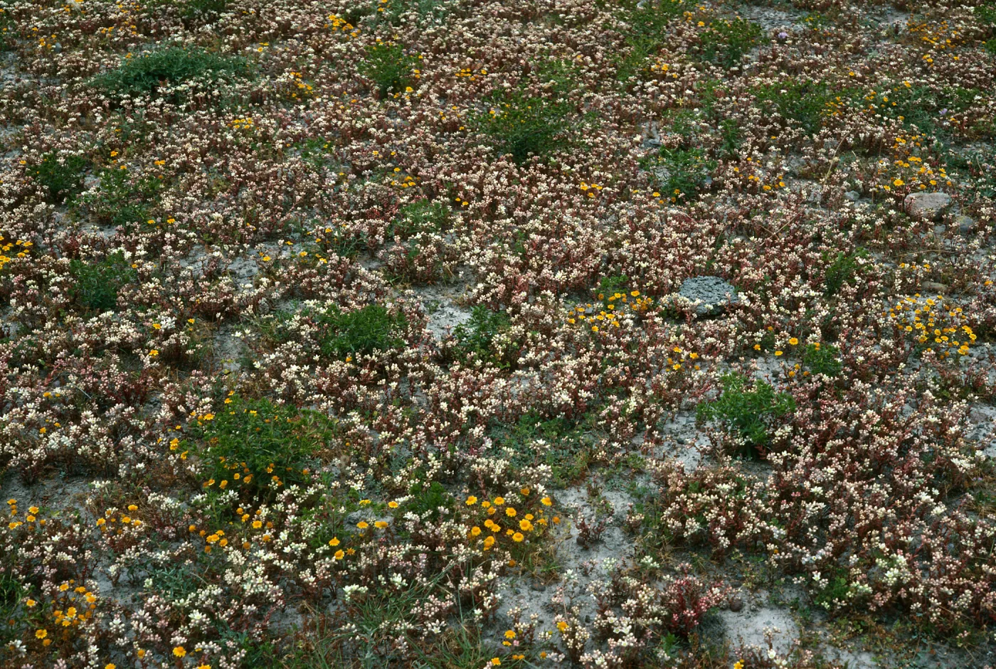 Dudleya nesiotica, Lasthenia, Forneys Cove, S. Cruz I.