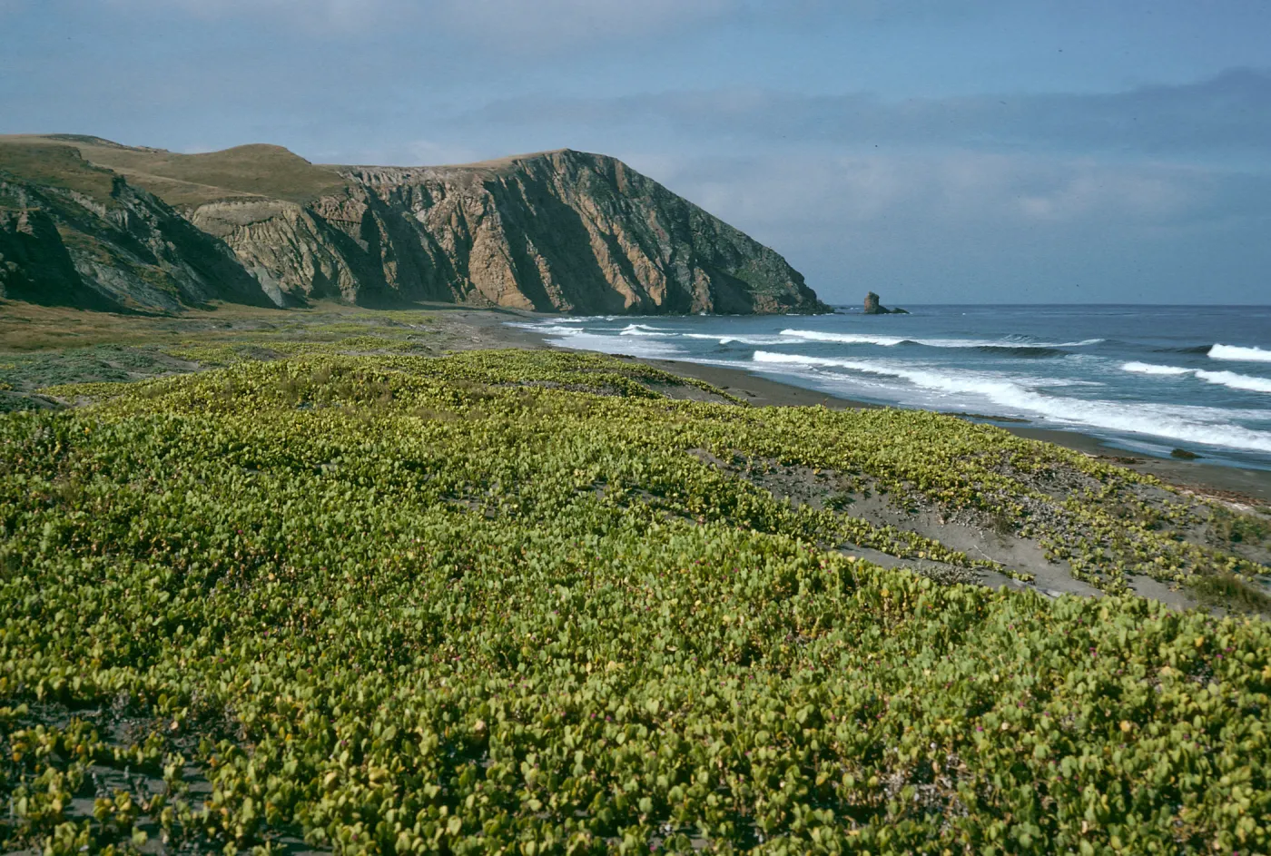 Abronia maritima, Christy Beach, Santa Cruz Island