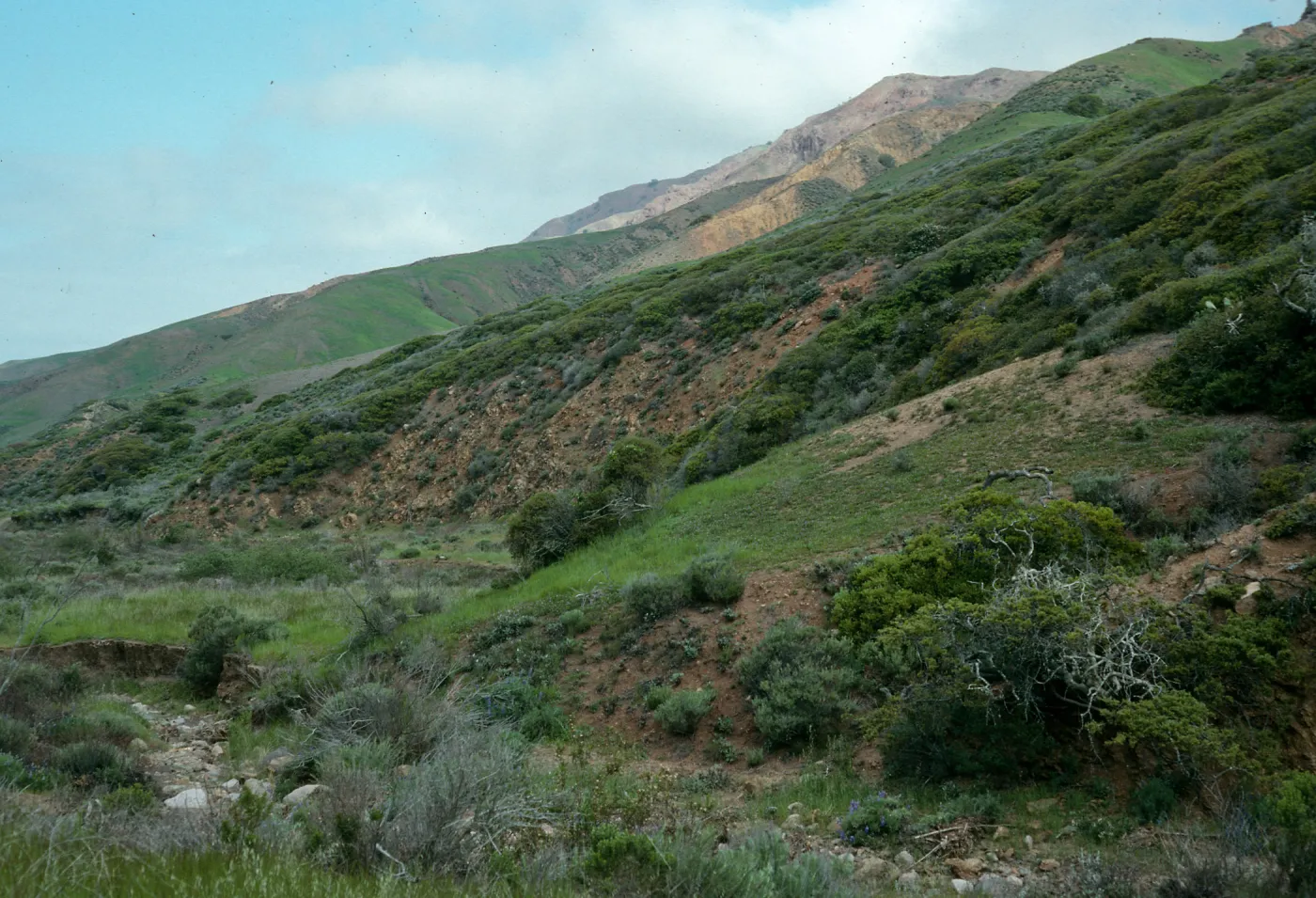 Scrub oaks, Santa Cruz Island