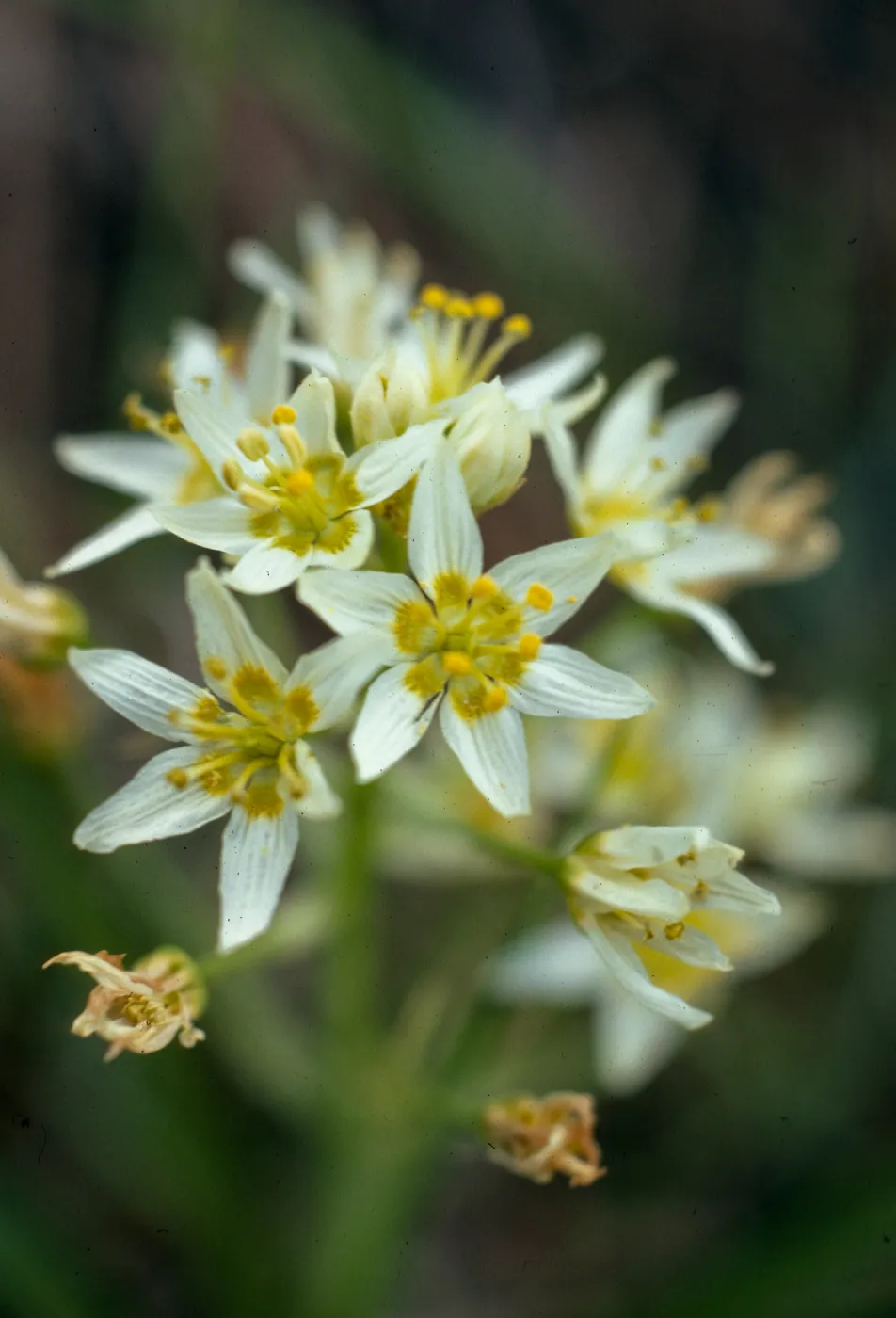 Zigadenus fremontii var. minor, Fig. Mtn. Rd. 