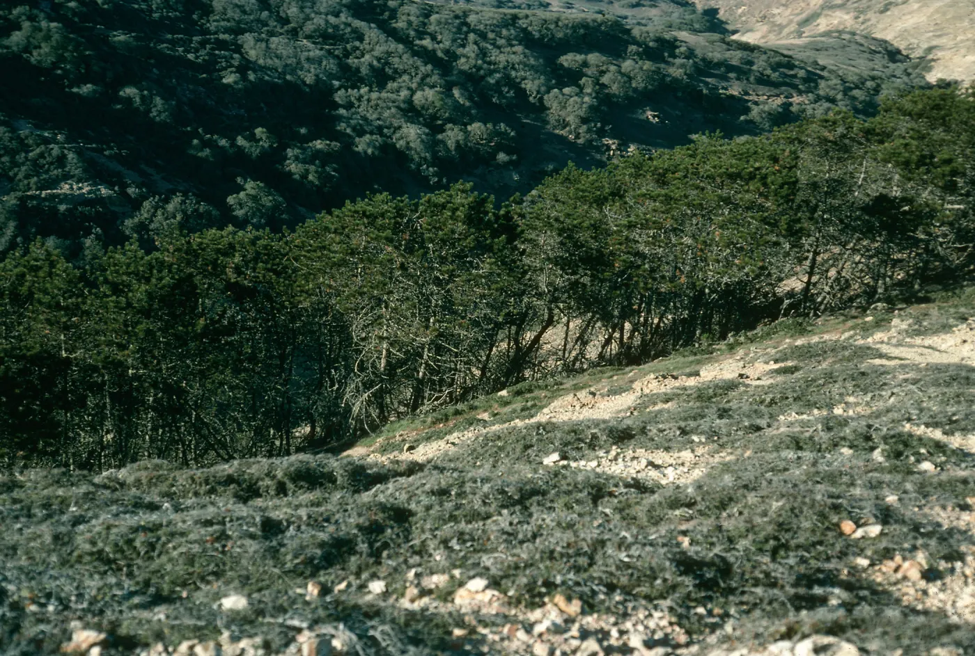 Pinus remorata, Santa Rosa Island
