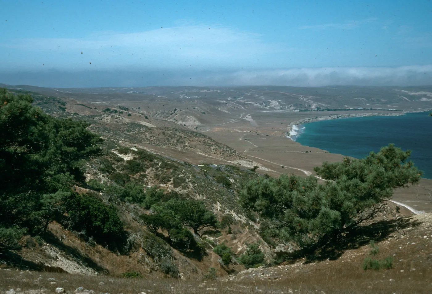 Chaparral & torrey pines, W end of Beechers Bay, S. Rosa I.