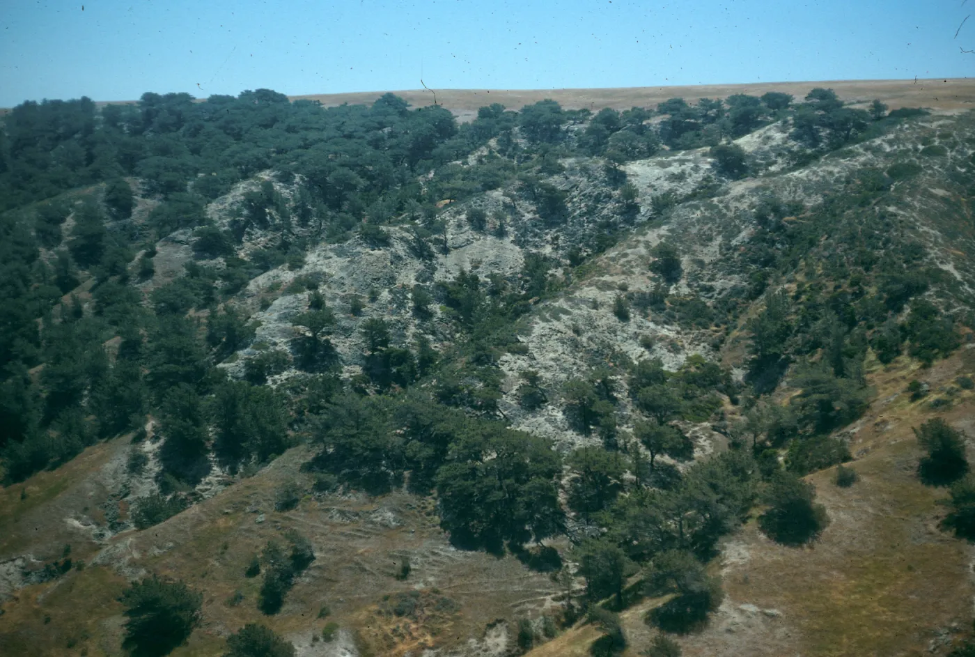 Torrey pines, Santa Rosa Island