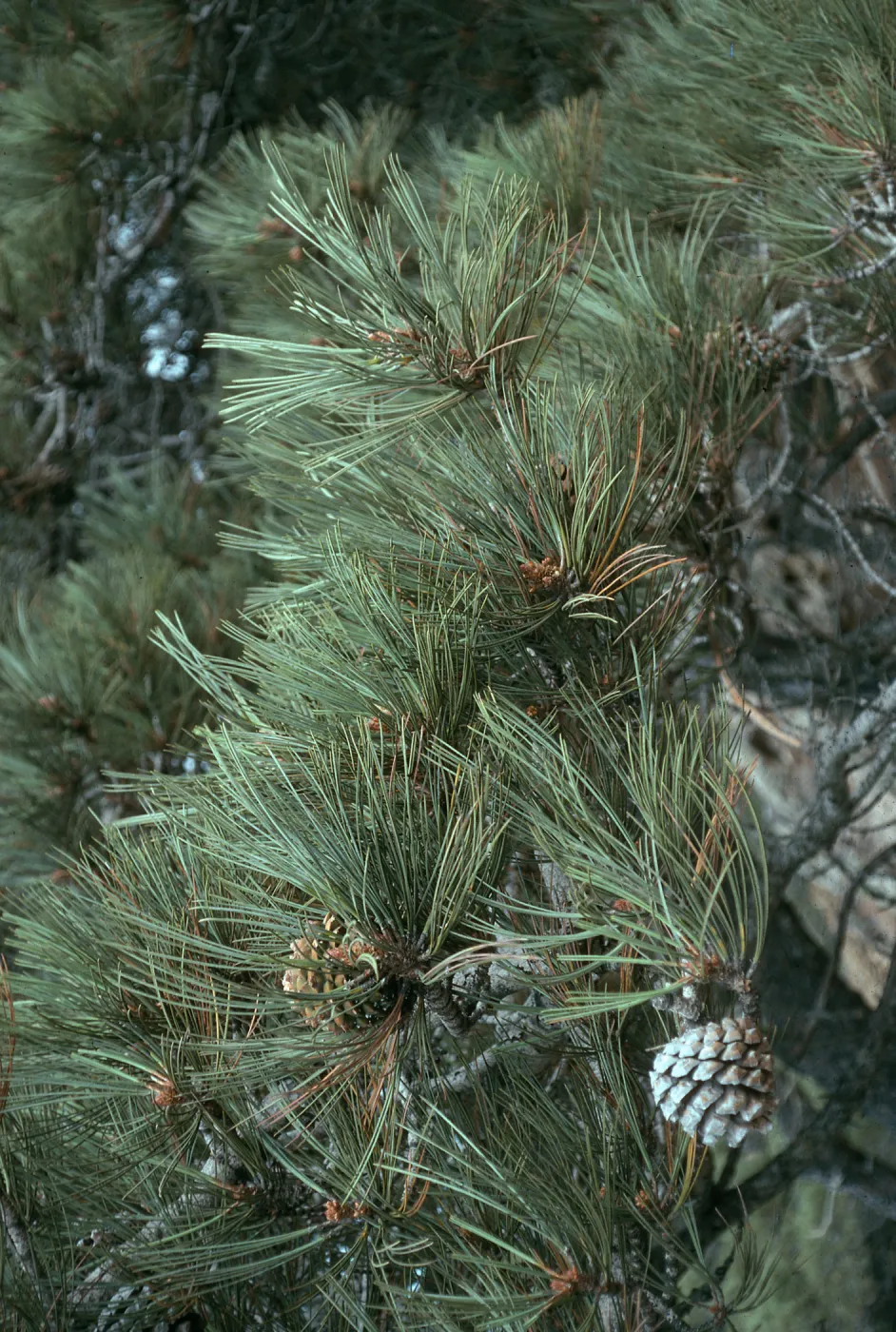 Torrey pines, S. Rosa I.