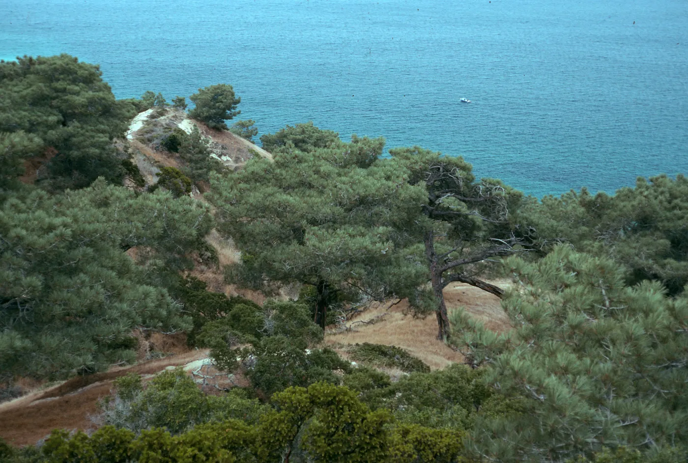 Torrey pines, Ssnta Rosa Island