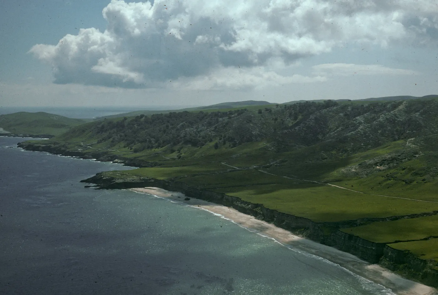 Torrey pines, Santa Rosa Island