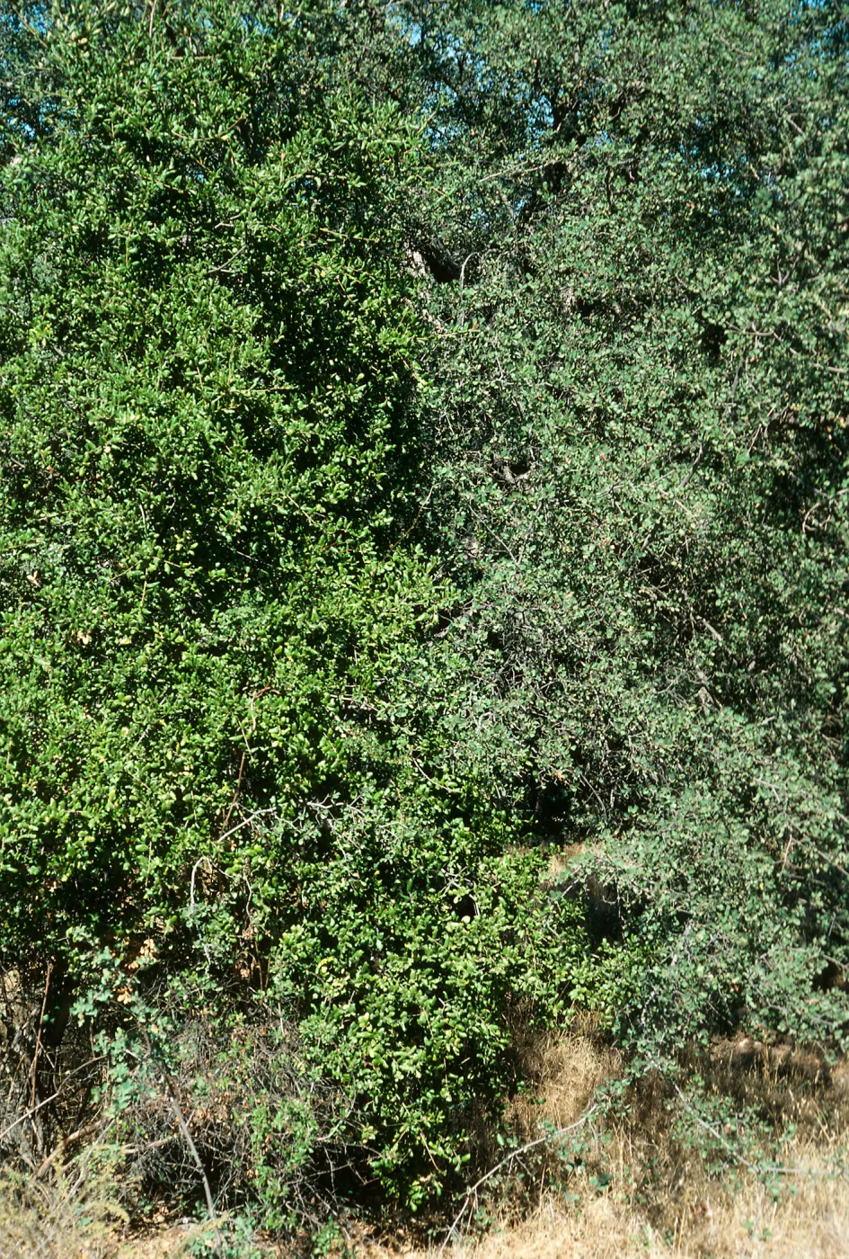 Quercus douglasii & Q. agrifolia (green) (Coastal Live Oak), Paradise Rd.