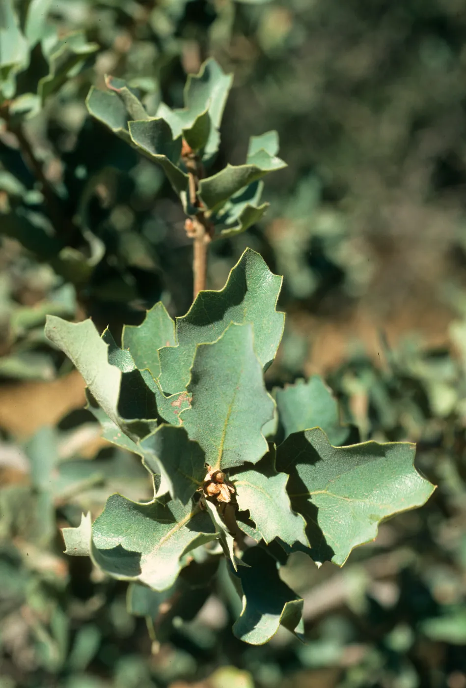 Quercus douglasii, Paradise Rd.