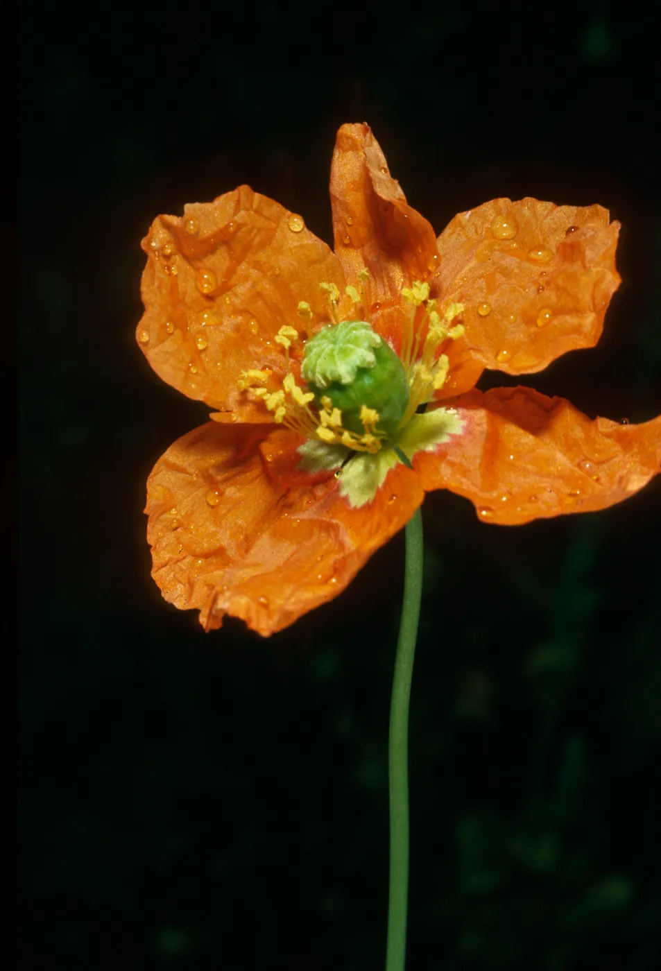Papaver californicum, burn at Lake Cachuma