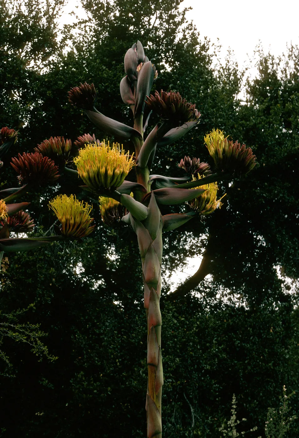 Agave shawii, SBBG desert section