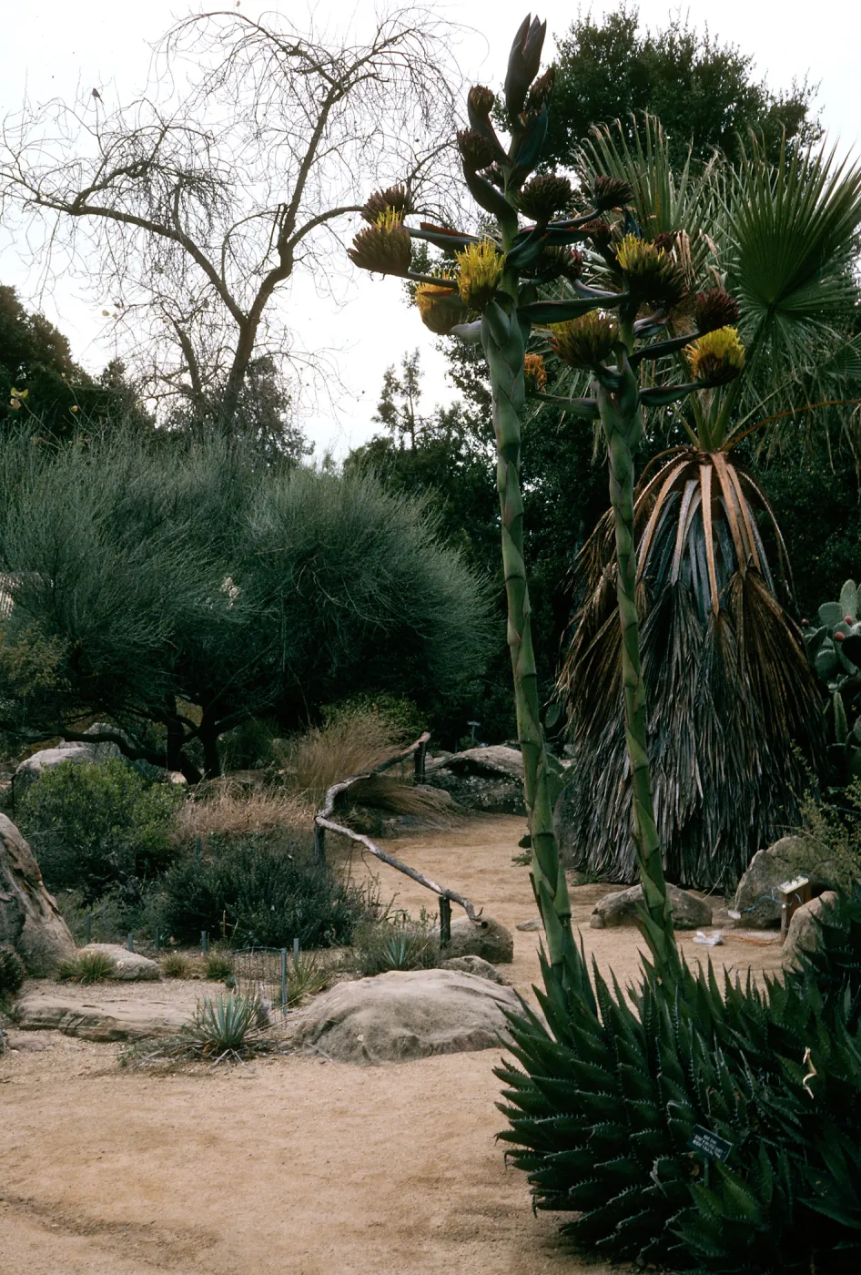 Agave shawii, SBBG desert section