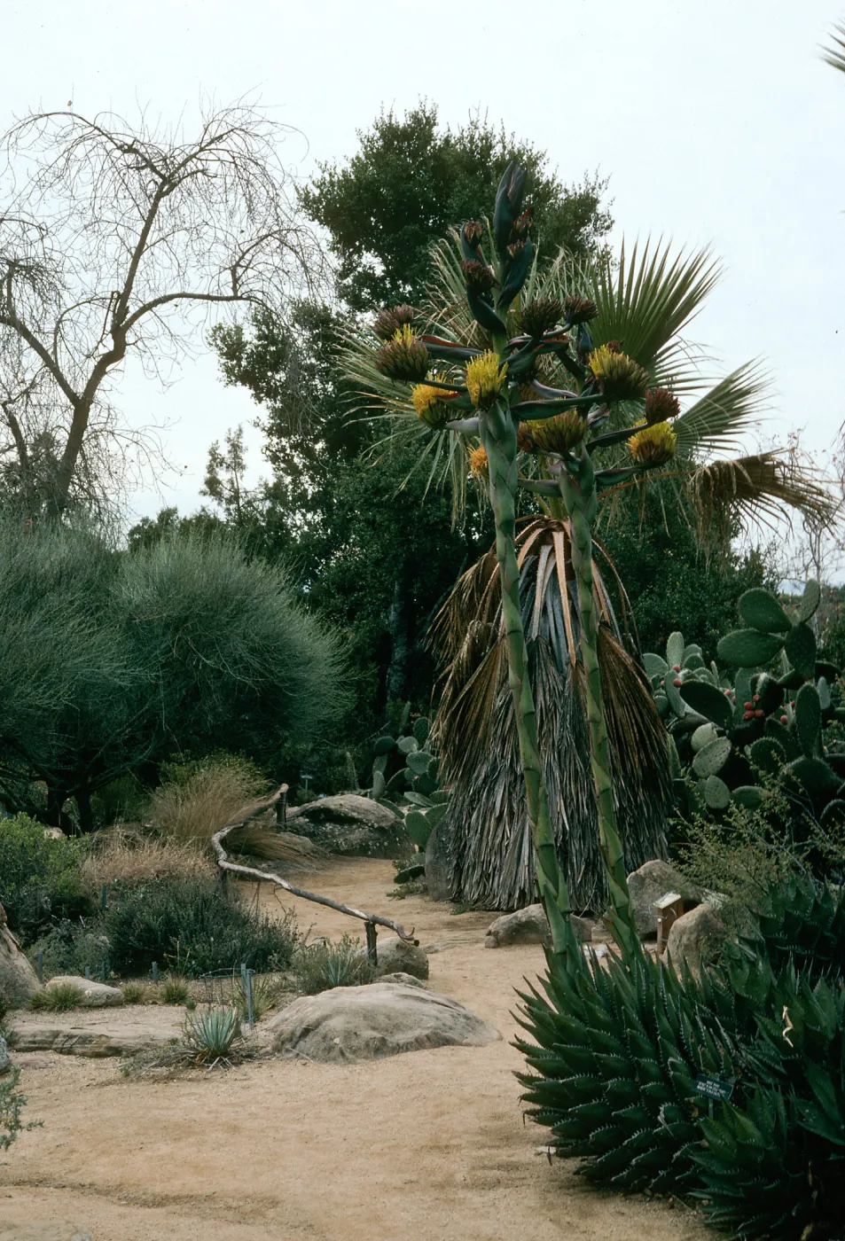 Agave shawii, SBBG desert section