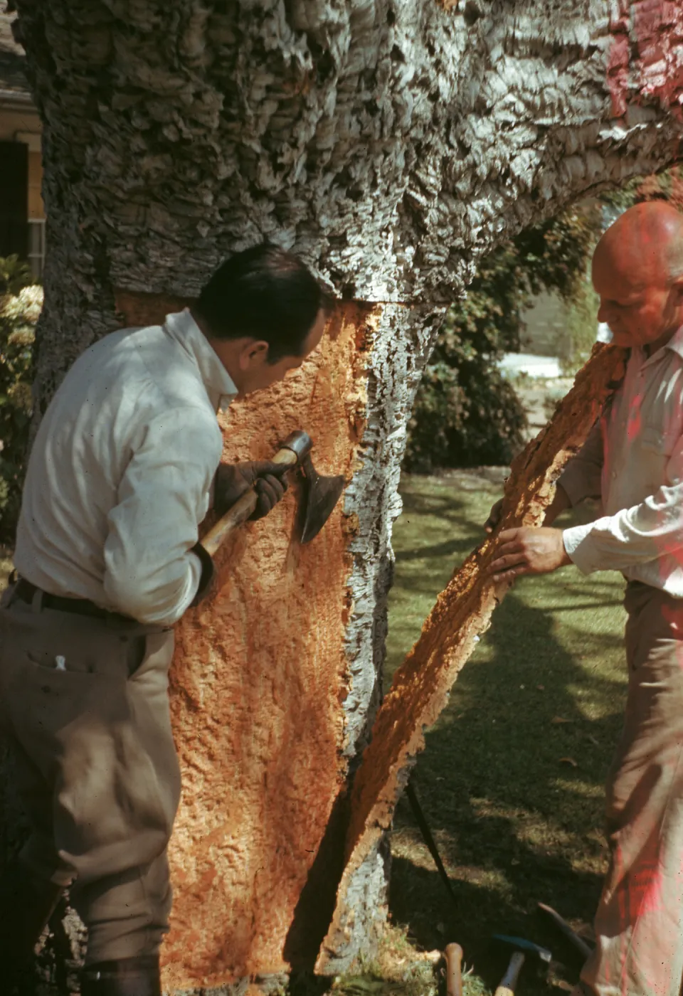 Quercus suber being stripped, Woody Metcalf on right