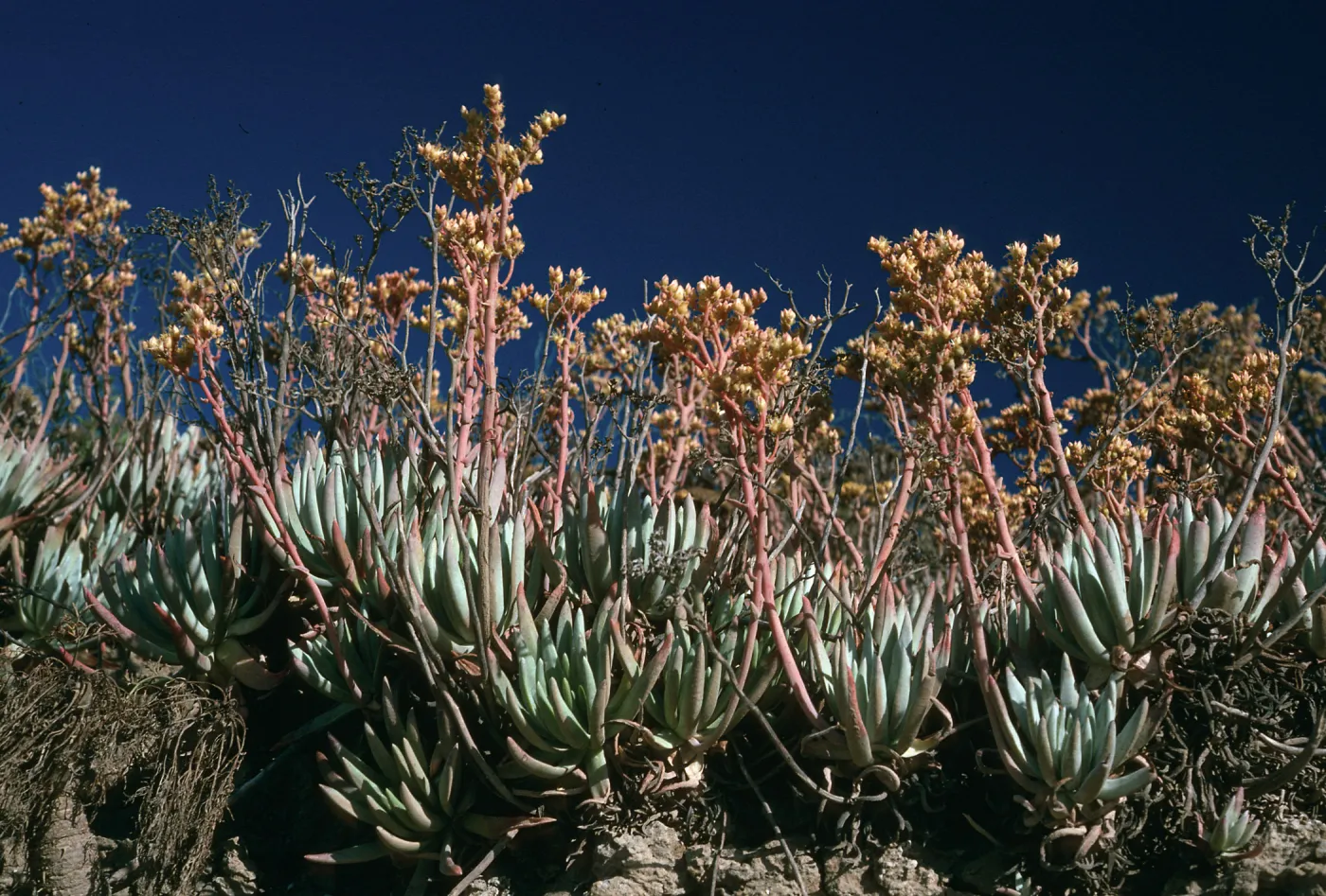 Dudleya virens, Live-forever Cyn, San Nicolas Island
