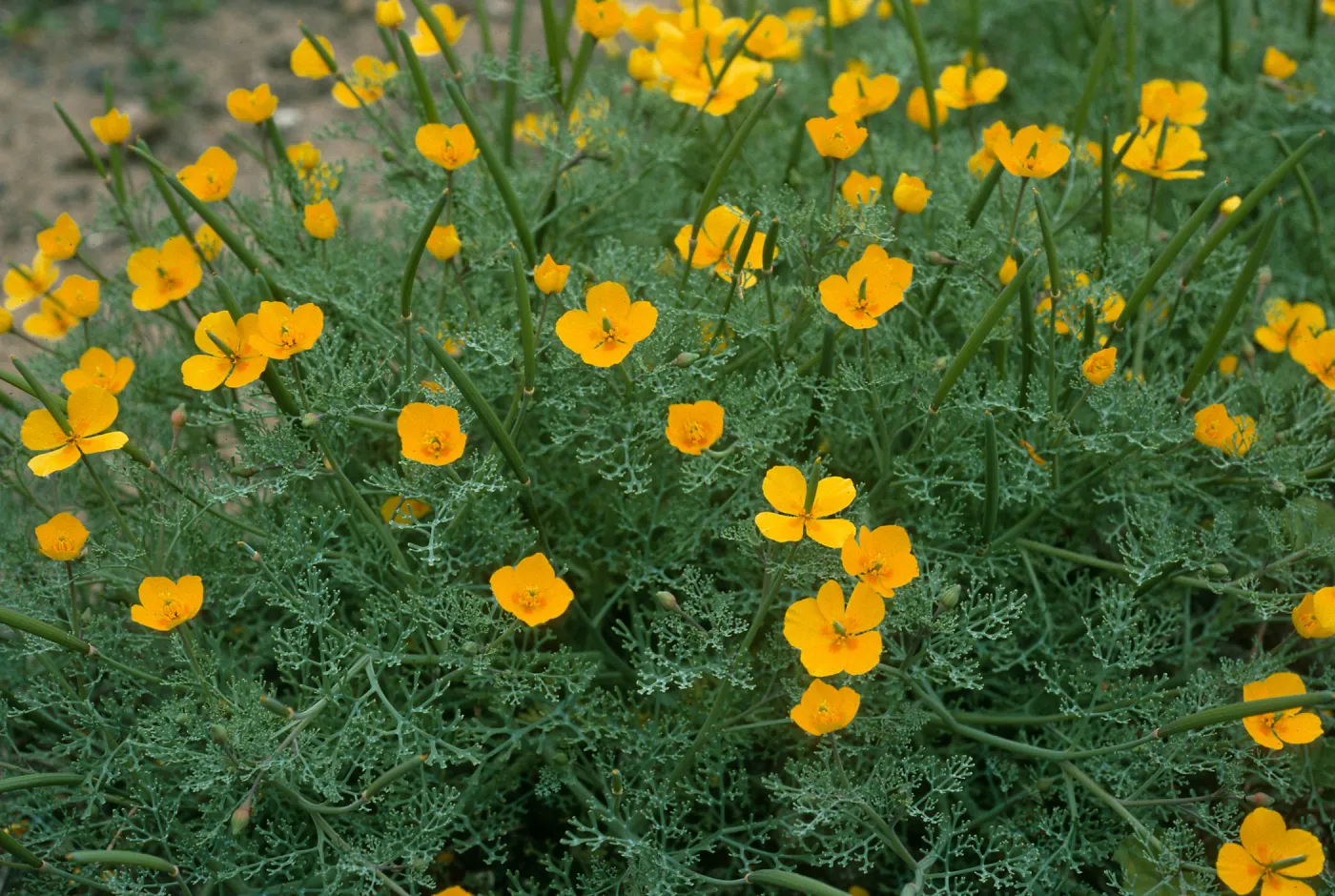 Eschscholzia ramosa, Eel Point Grade, San Clemente Island