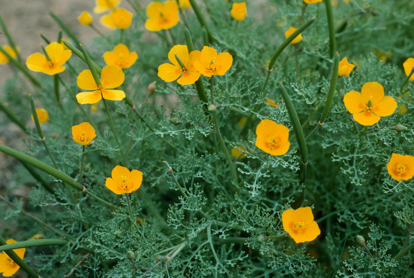 Eschscholzia ramosa, Eel Point Grade, San Clemente Island