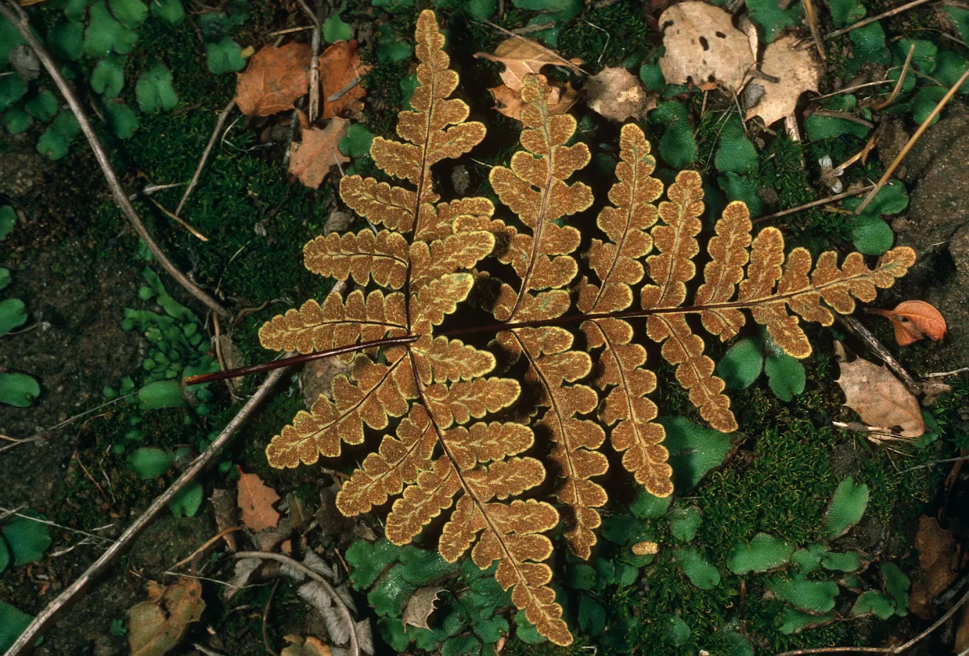 Pityrogramma triangularis, Rattlesnake Canyon