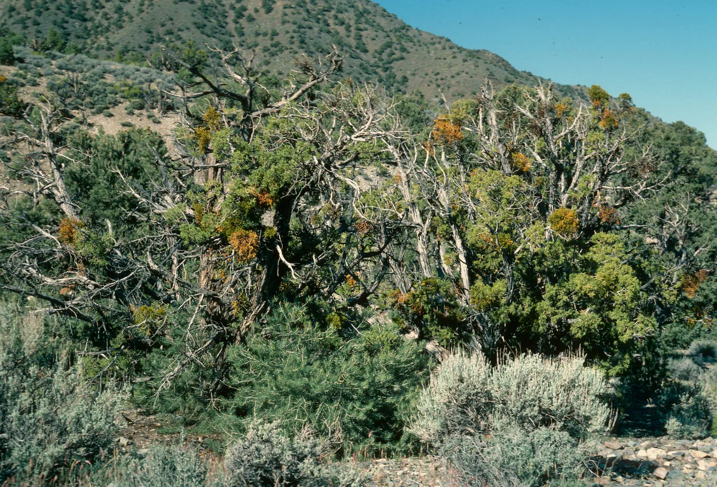 Juniperus osteosperma, Phoradendron bolleanum, Wildrose Charcoal Kilns Rd., Death Valley