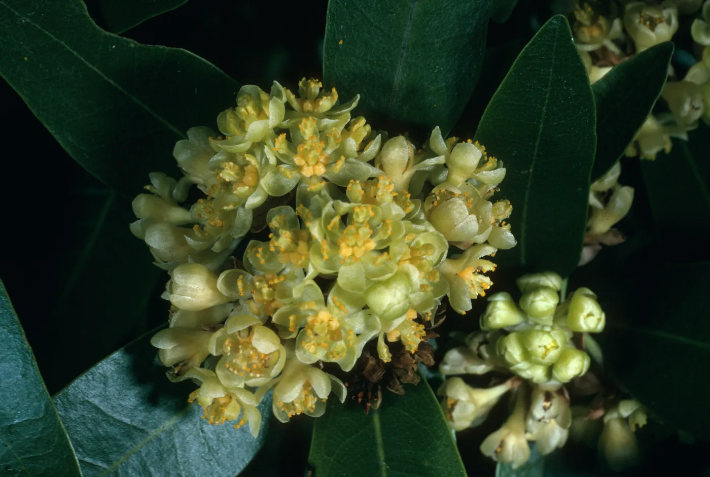 Umbellularia californica, Tunnel Rd.