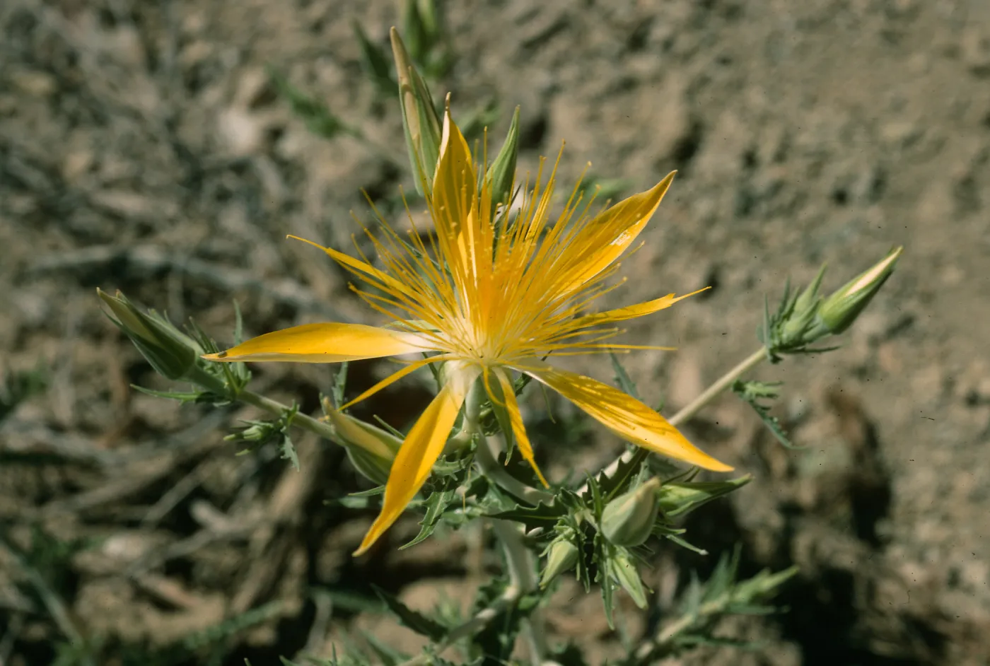 Mentzelia laevicaulis, Onion Valley Rd.