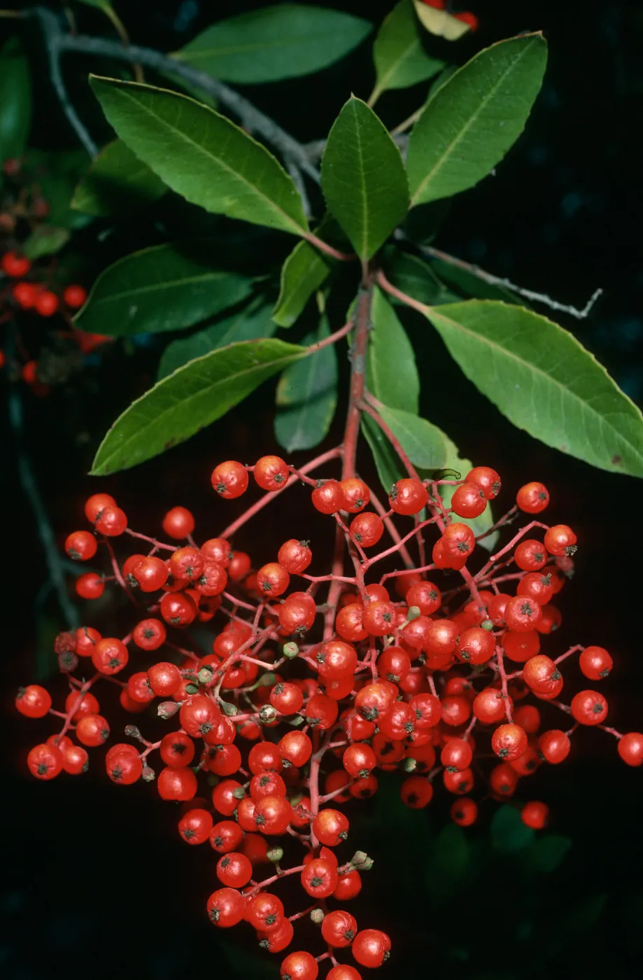 Heteromeles arbutifolia, SBBG