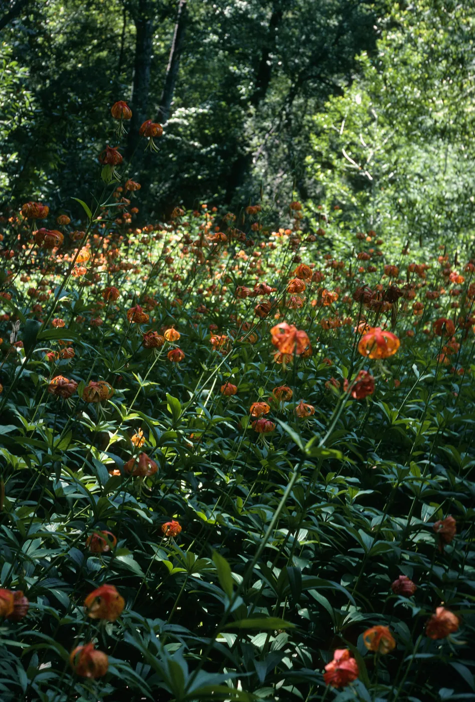 Lilium pardilinum, below lower Bear Camp, Sisquoc Riv.