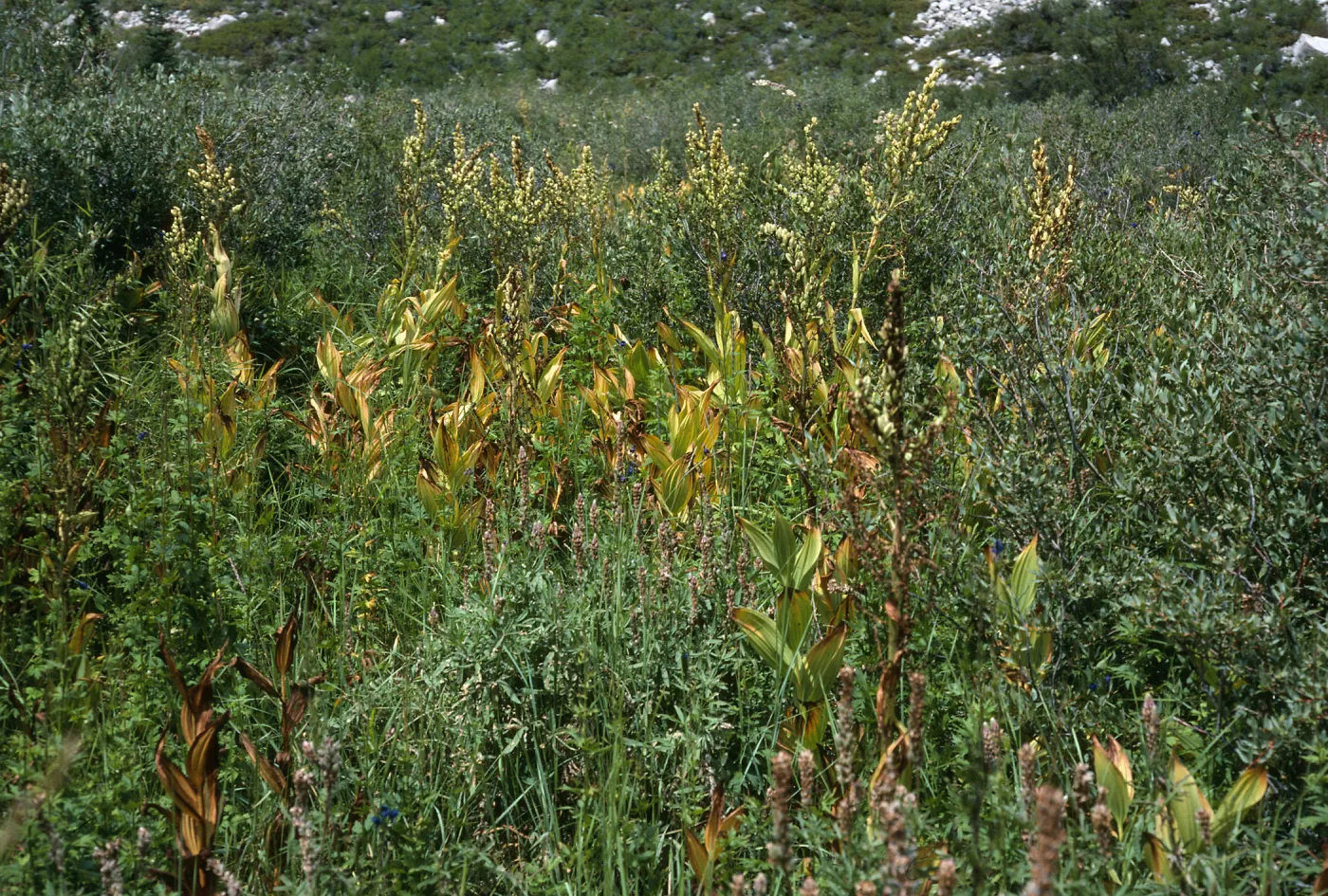 Veratrum californicum, Onion Valley