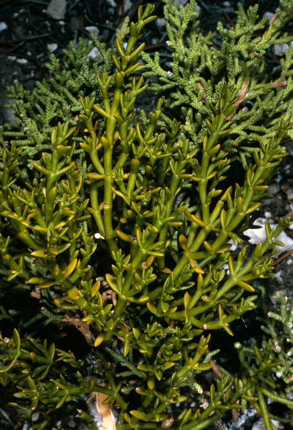 Phoradendron bolleanum juniperinum?, N of Saline Valley