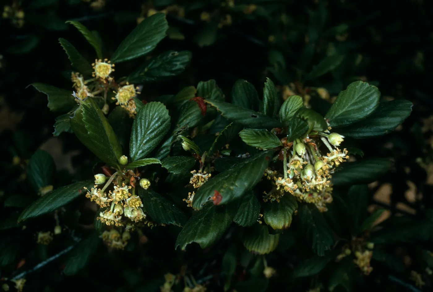 Cercocarpus betuloides, SBBG