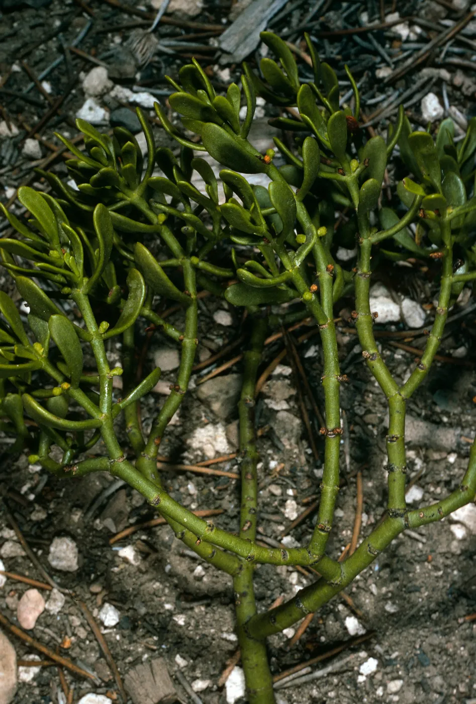 Phoradendron bolleanum, N. of Saline Valley