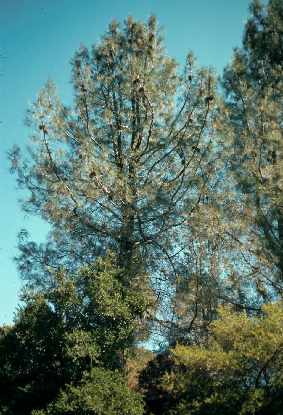 Pinus sabiana, E. Camino Cielo Road